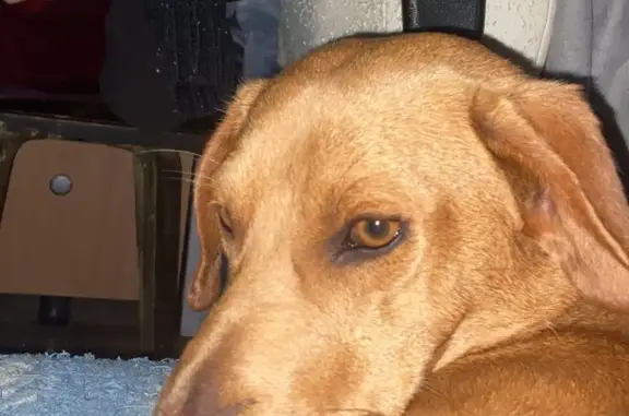 Собака найдена в Чернолучье, Омская область
