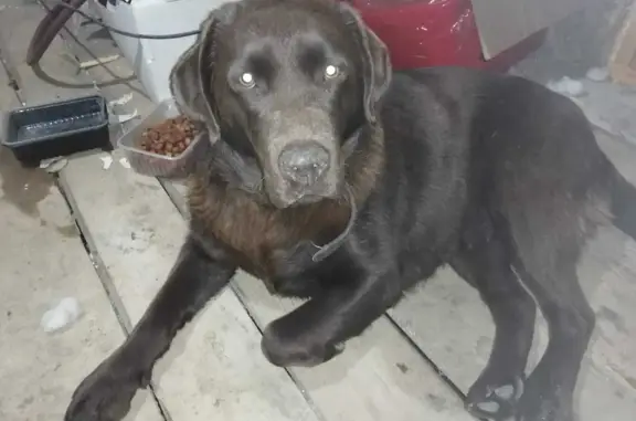 Собака лабрадор найдена на ул. Шляева
