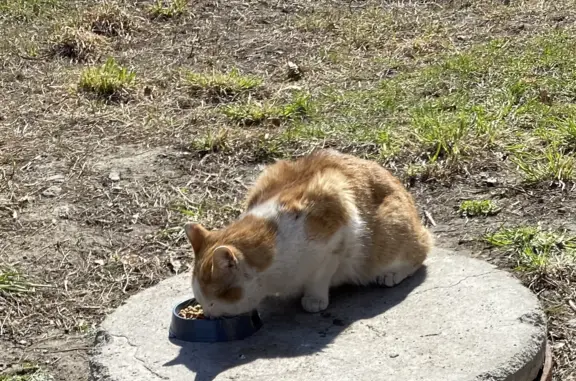 Кошки потеряшки, Новосибирск, фото: Потеряшка пугливый котик на ул. Халтурина, 41/1, Новосибирск