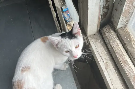 Потерянная кошка на Пролетарской ул., Майкоп