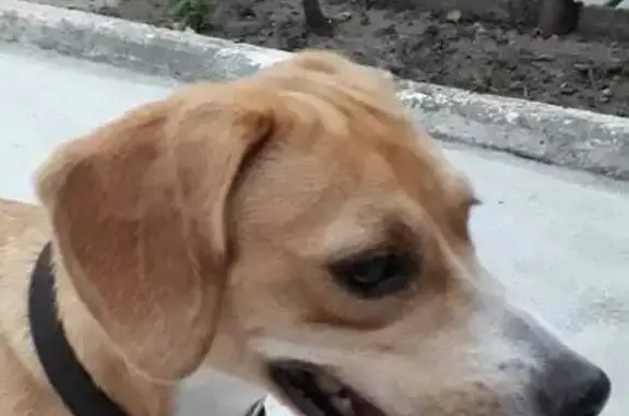 Собака найдена: ул. Стасова, 158, Краснодар