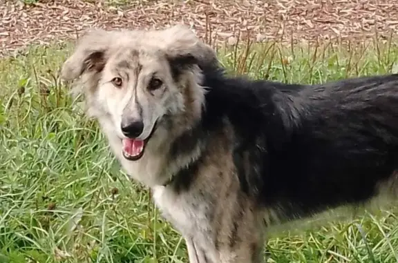 Найдена собака, , фото: Пропала пугливая собака с зеленой шлейкой, Московская область