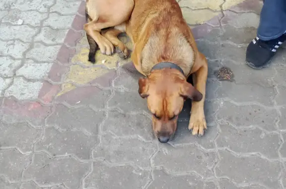 Собака найдена на Щёлковском шоссе, Балашиха
