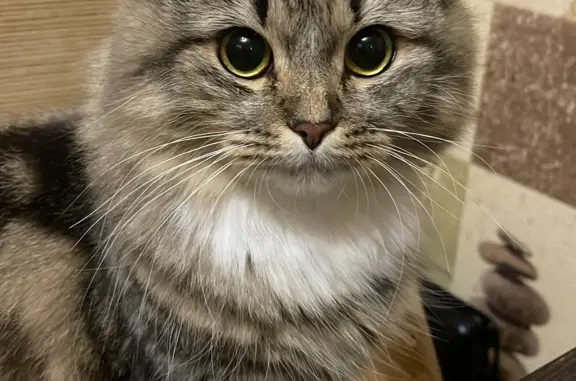 Кошки потеряшки, Москва, фото: Потеряшка кошка Пушистая, Крылатские Холмы, 39 к1, Москва
