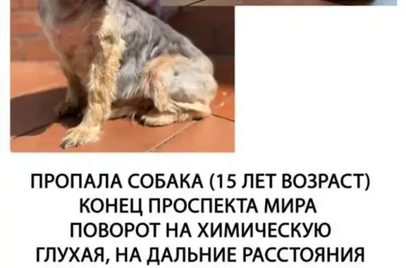 Пропала собака Мими, глухая и слабовидящая, без ошейника, Штурвальная улица, 3А
