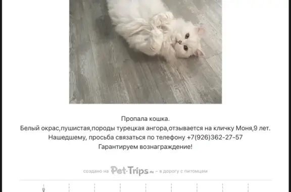 Пропала кошка Моня в Тимирязевском, ул. Дубки, Москва
