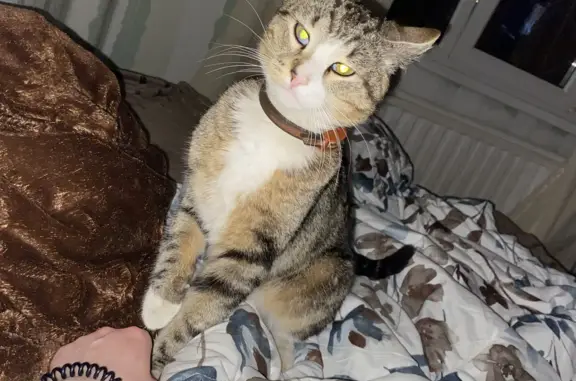 Потерянные животные Санкт-Петербург, фото: Пропала кошка: одноглазая, белая пелена, худощавая, без ошейника (ул. Ворошилова, 29 к3, СПб)