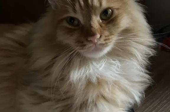 Кошки потеряшки, Москва, фото: Потеряшка кошка на Зеленодольской ул., 29 к1, Москва