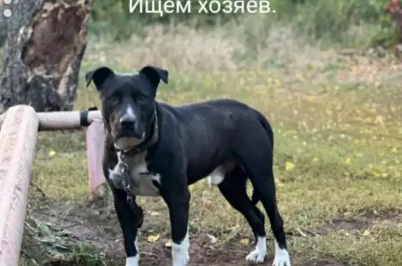Найдена собака в Казани, нужна помощь!