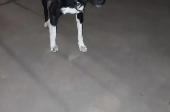 Найдена собака на ул. Чичерина, 12, Тамбов