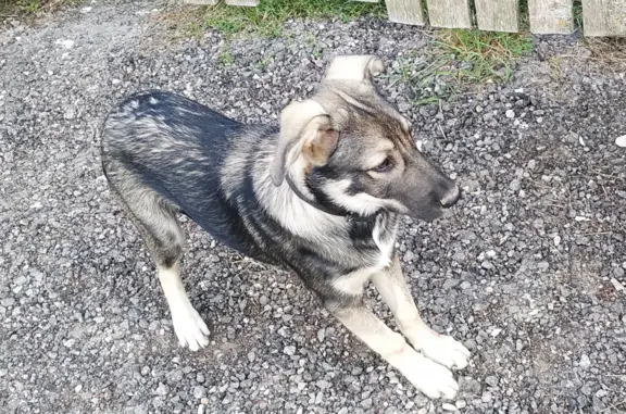 Найдена собака, Ступино, фото: Найдена собака в Московской области