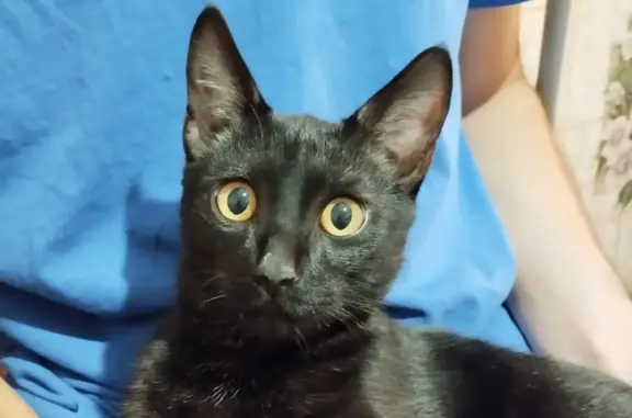 Котик черного цвета найден на ул. Калинина, 69, Бугульма