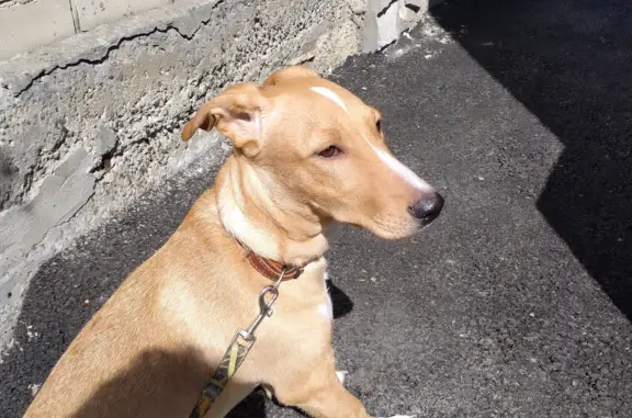 Найден рыжий щенок с ошейником на Октябрьской улице, 134