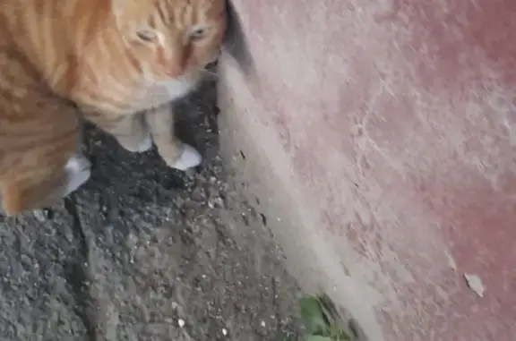Найден домашний котик на ул. Клубная 23, Хабаровск