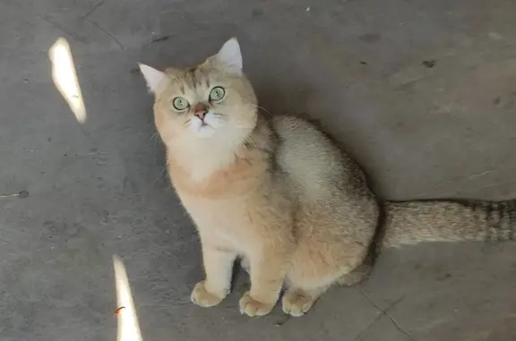 Пропал кот персикового окраса, ул. Рабочая, 30, Атемар