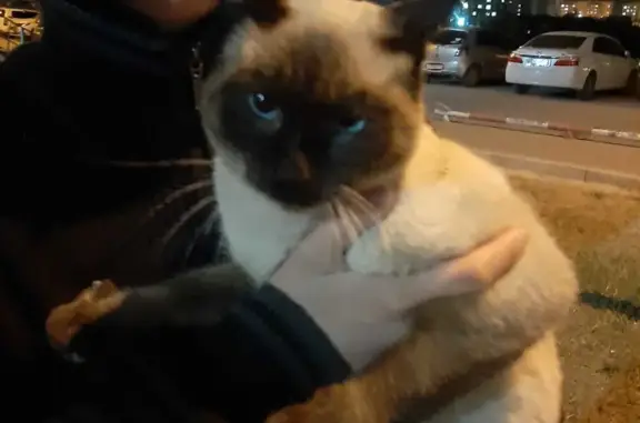 Сиамский кот с голубыми глазами найден на ул. Лермонтова, 119, Якутск