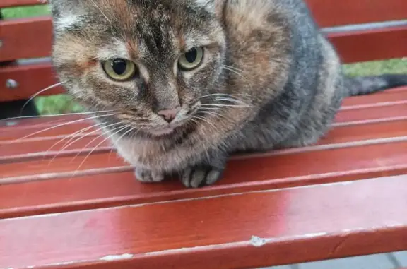 Найдена кошка на Тополёвой аллее, Москва