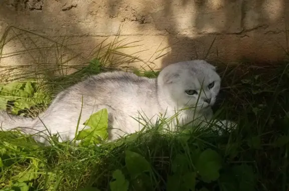 Кошка найдена на Советской пл., Солнечногорск