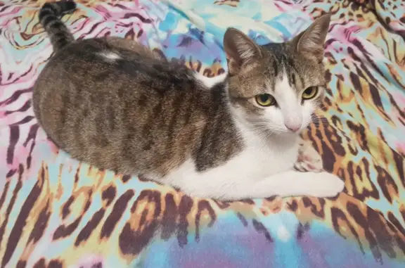 Кошки потеряшки, Санкт-Петербург, фото: Потеряшка кошка в Санкт-Петербурге, ул. Мира, 6 литБ