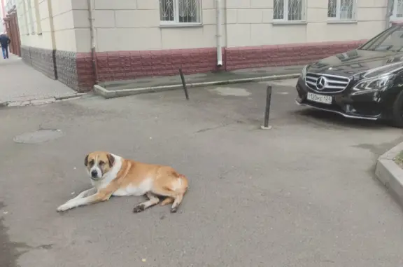 Найдена собака, адрес: ул. Карла Маркса, 93, Красноярск