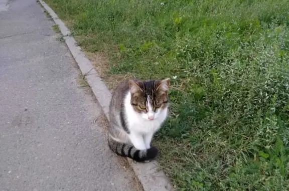 Найдена кошка в Осановском проезде, 29А, Вологда
