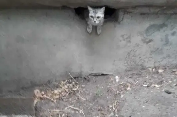 Найдена породистая кошка на Вокзальной площади, Астрахань