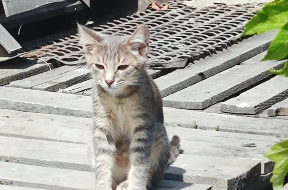 Пропала кошка без ошейника, Котельники, Московская область