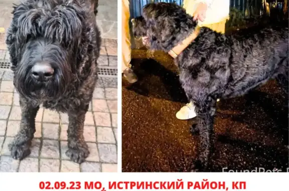 Пропала собака на Новорижском шоссе