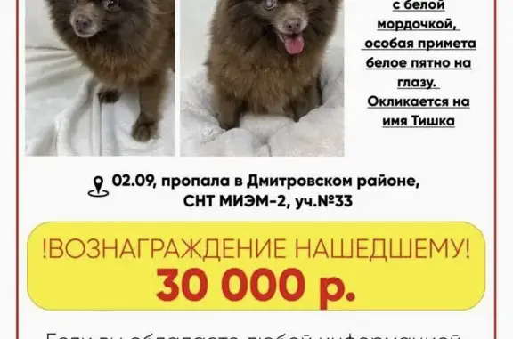 Пропала собака Шпиц в Дмитрове