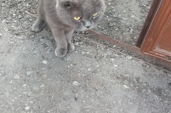 Найден серый кот, ищет дом. Покровская улица, 44, Рязань