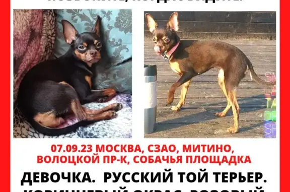Пропала пугливая собака на ул. Ген. Белобородова, 12 к1, Москва