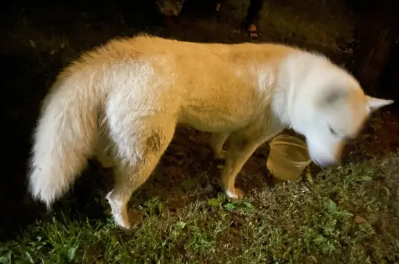 Найдена собака лайка в Задубровском поселении