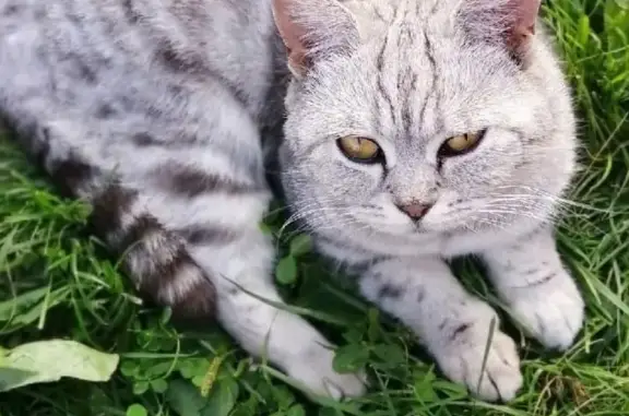 Пропала кошка Бони на 10-й Сосневской улице, Иваново