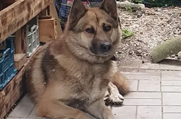 Собака Лайка на садовом участке, Москва