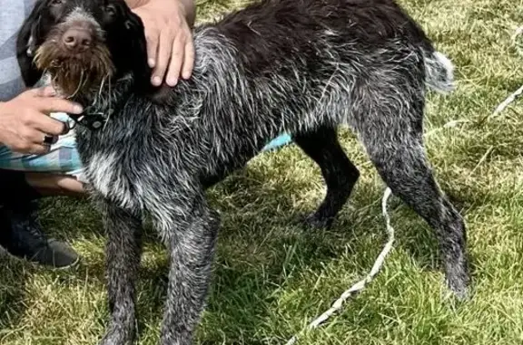 Пропала собака Альма в Знаменском сельском поселении, Смоленская область