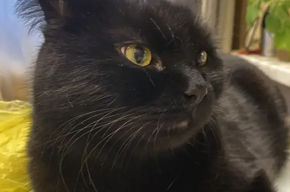 Кошки потеряшки, Москва, фото: Потеряшка кошка Мальчик, ул. Бориса Жигулёнкова, 19, Москва