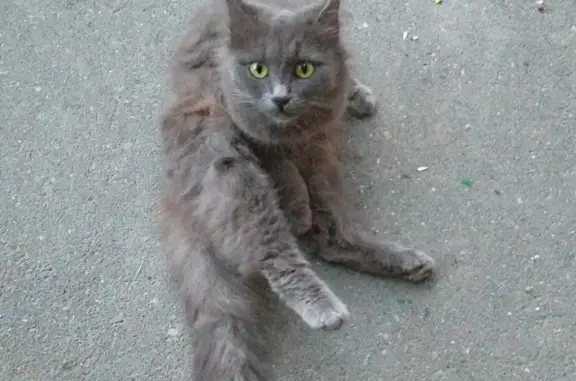 Найден малыш-кошка породы Нибелунг, Казань, Татарстан