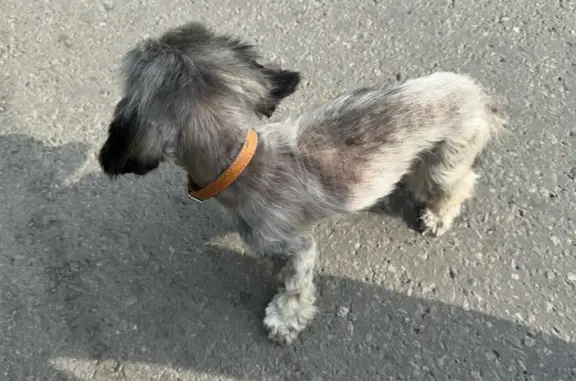 Собака похожа на цвергшнауцера, найдена на жд вокзале, Мебельная ул., Старый Оскол
