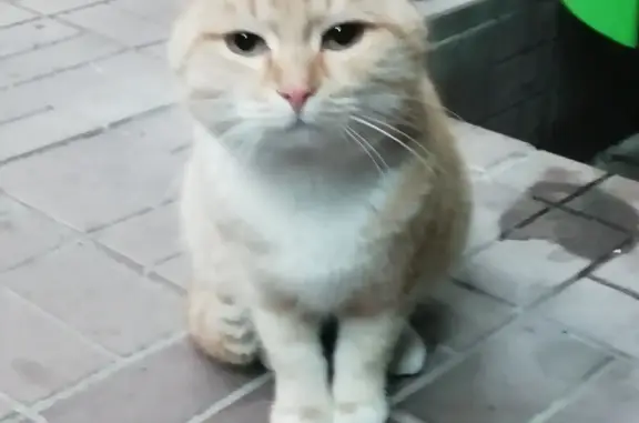 Потерян домашний котик на Врача Михайлова 32, Ульяновск