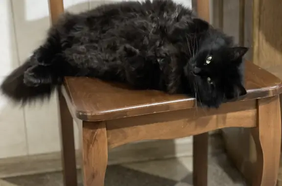 Пропала черная кошка в Таврово, Белгородская область