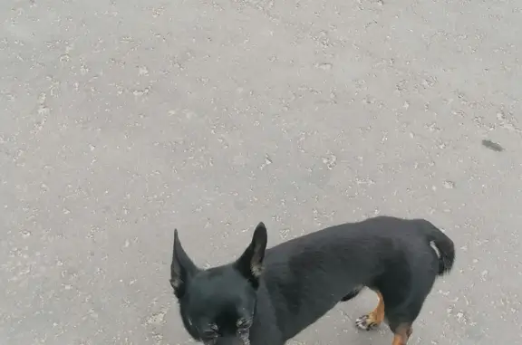 Пропала собака на Московской улице, Беляниново