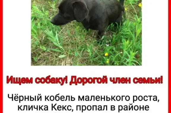 Пропала собака Кекс в Первомайском поселении