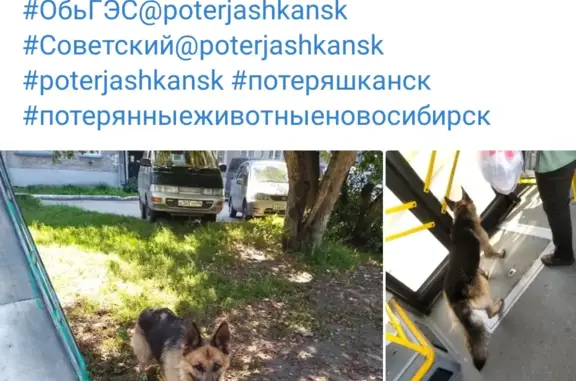 Найдена собака Кобель немецкой овчарки в Новосибирской области