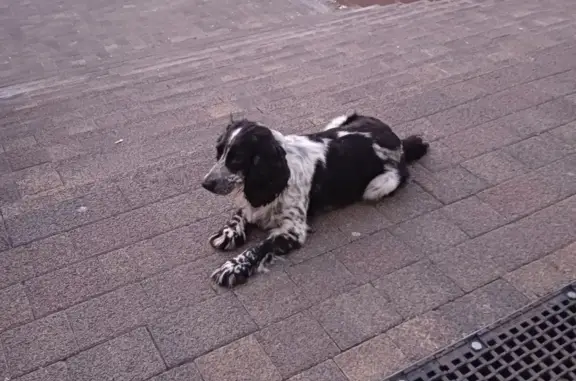 Найдена собака Спаниель рядом с ЖК Пасейдон Мамайка, Сочи