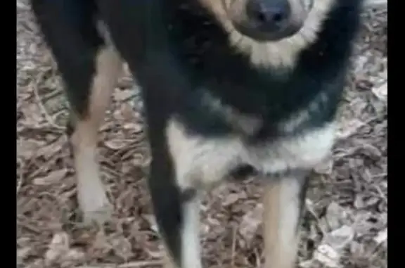 Пропала собака в Чите, Забайкальский край
