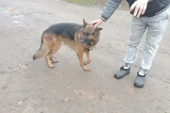 Найдена собака Овчарка возле Кирпичного ДОЦ