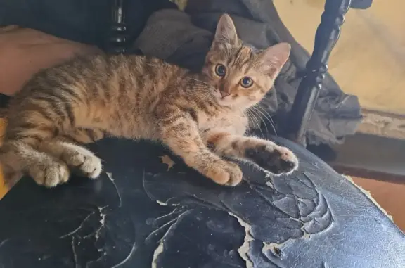 Пропала рыжая кошка на снт Мичурина-2, Хабаровск