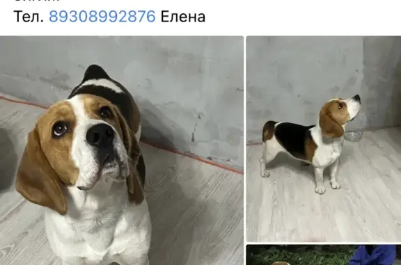 Собака найдена: ул. Металлургов, 40, Тула