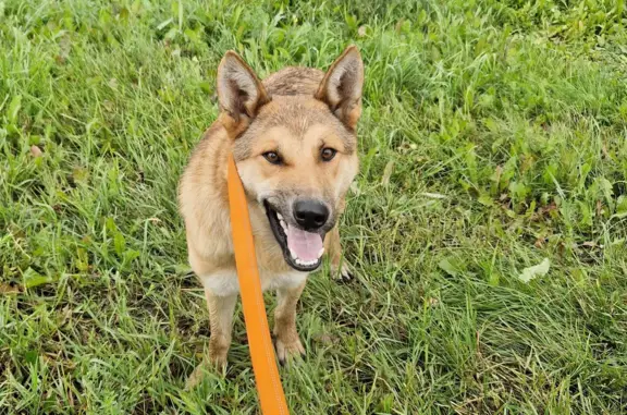 Найдена собака на трассе в Кемеровской области