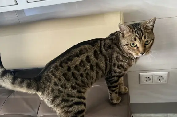 Найдена кошка в клинике Доктор Арбитайло